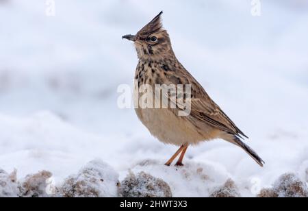 Crested Lark (Galerida cristata) posing on snowy ground in harsh winter Stock Photo