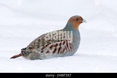 Close shot of Grey Partridge (Perdix perdix) posing in deep snow in cold winter season Stock Photo