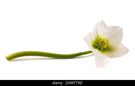 Helleborus flower  isolated on white background Stock Photo