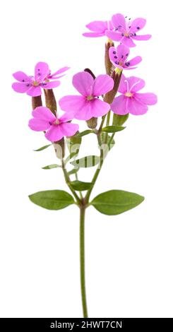 Soapwort flowers  isolated on white background Stock Photo