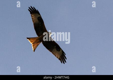 A red kite (Milvus milvus) in flight Stock Photo