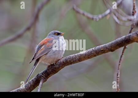 A Yellow-eyed Junco, Junco phaeonotus, close up in tree Stock Photo