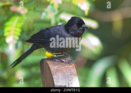 A Yellow-thighed Finch, Pselliophorus tibialis, close up view Stock Photo