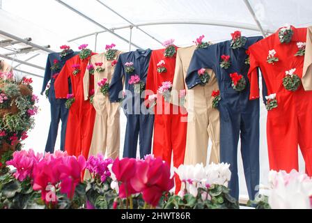 Cyclamen outfit hanging in the nursery. Flower greenhouse. Primulaceae Family. Cyclamen persicum Stock Photo