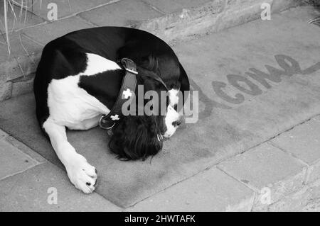 Sad dog waiting for his owners on  Welcome home mat. Black white historic photo. Stock Photo