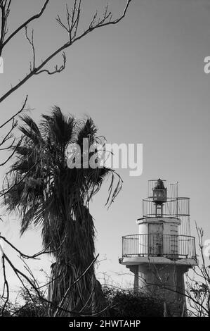 Old lighthouse of Jaffa port and palm tree. Tel Aviv, Israel.  Black white historic photo. Stock Photo