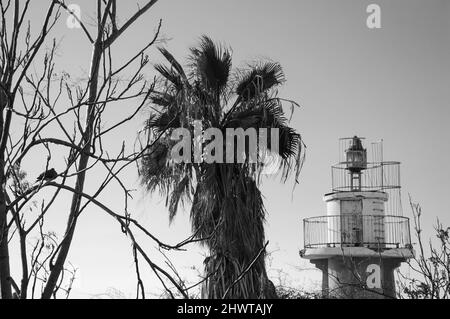 Old lighthouse of Jaffa port and palm tree. Tel Aviv, Israel.  Black white historic photo. Stock Photo