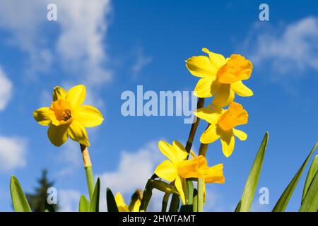 Yellow daffodils rise up against a blue sky Stock Photo