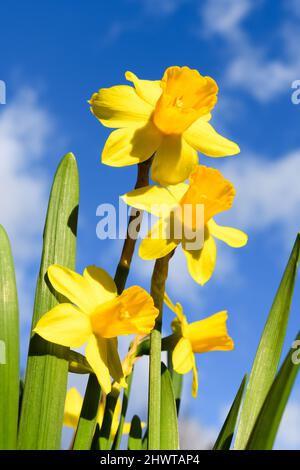 Daffodil flowers against a blue sky with white clouds eising up above Stock Photo