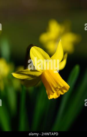 Single daffodil flower hanging in closeup in natural light with green leaves Stock Photo