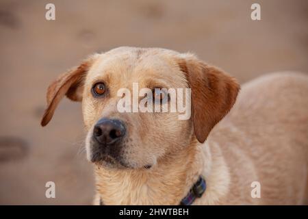 An alert looking young Labrador Retriever dog Stock Photo