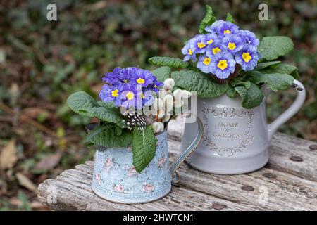 blue primroses in vintage vases in garden Stock Photo