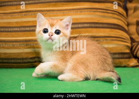A small surprised British kitten is sitting on the couch and staring at the camera. Stock Photo