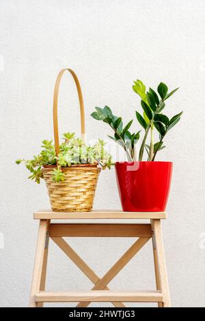 Indoor decorative zamioculca plant with new shoots in a red pot with water drops next to an echeveria in a wicker pot on a wet raw wooden board on a t Stock Photo