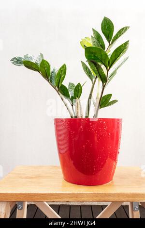 Indoor decorative zamioculca plant with new shoots in a red pot with water drops on a wet raw wooden board on a terrace with acacia flooring Stock Photo