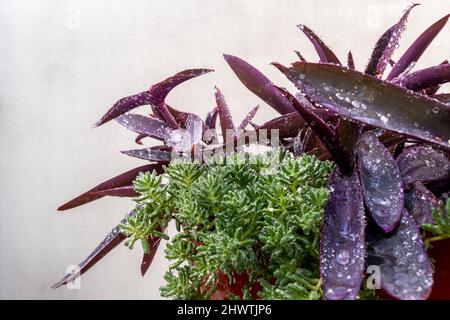 Purple leaves of tradescantia pallida together with green succulent full of dew water droplets Stock Photo