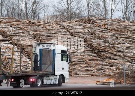 Pile of felled trees in port of Gdynia, Poland © Wojciech Strozyk / Ģ����ý Stock Photo Stock Photo