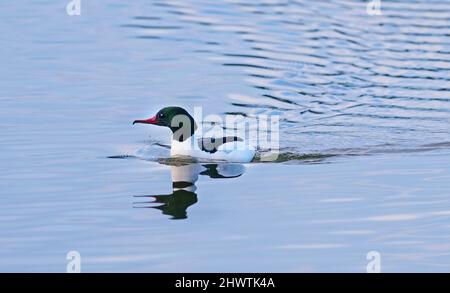 Trebbin, Germany. 01st Mar, 2022. 01.03.2022, Trebbin. A male common merganser (Mergus merganser) swims on a small lake near Trebbin in Brandenburg, Germany. Credit: Wolfram Steinberg/dpa Credit: Wolfram Steinberg/dpa/Alamy Live News Stock Photo