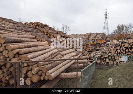 Pile of felled trees in port of Gdynia, Poland © Wojciech Strozyk / Ģ����ý Stock Photo Stock Photo