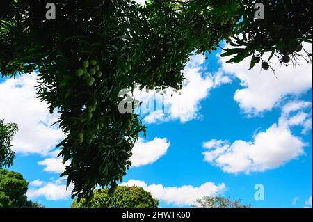 Mango wild tree in dominican land. Wild green mango on wood. Caribbean fruits on wild nature. Copy space an d wide angle Stock Photo