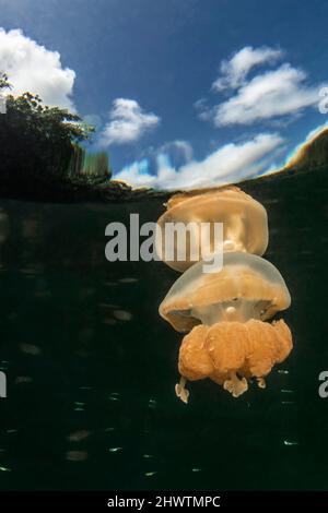 Golden jellyfish (Mastigias papua) of Jellyfish Lake, on the island of Eil Malk (Republic of Palau, Micronesia). Stock Photo