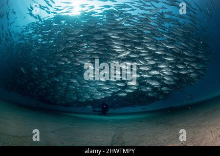 A diver admires in awe a big aggregation of jack fishes in the waters of Cabo Pulmo Marine National Park, where marine biomass has increased exponenti Stock Photo