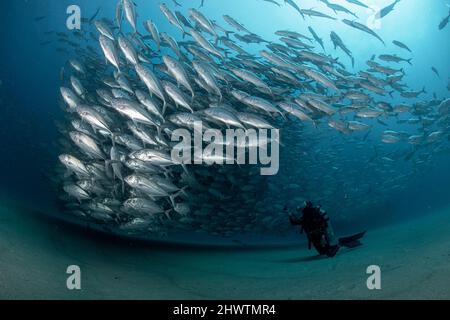 A diver admires in awe a big aggregation of jack fishes in the waters of Cabo Pulmo Marine National Park, where marine biomass has increased exponenti Stock Photo