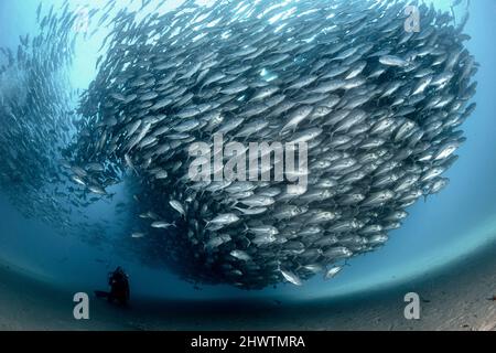 A diver admires in awe a big aggregation of jack fishes in the waters of Cabo Pulmo Marine National Park, where marine biomass has increased exponenti Stock Photo