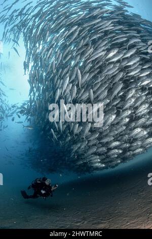 A diver admires in awe a big aggregation of jack fishes in the waters of Cabo Pulmo Marine National Park, where marine biomass has increased exponenti Stock Photo