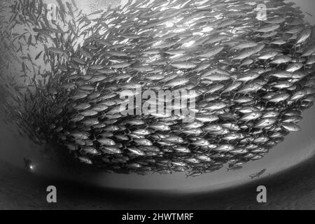 A diver admires in awe a big aggregation of jack fishes in the waters of Cabo Pulmo Marine National Park, where marine biomass has increased exponenti Stock Photo