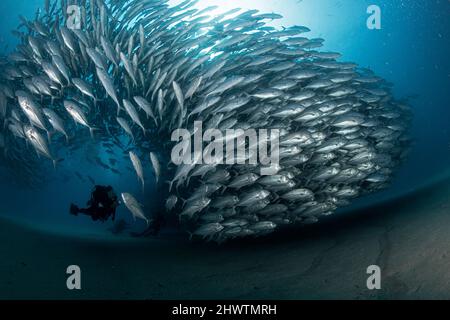 A diver admires in awe a big aggregation of jack fishes in the waters of Cabo Pulmo Marine National Park, where marine biomass has increased exponenti Stock Photo