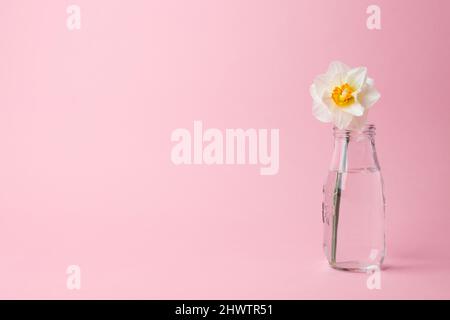 white daffodil flower in vase pink background Stock Photo