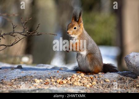 Red squirrel or Sciurus vulgaris eating crushed nuts on a sunny winter day Stock Photo