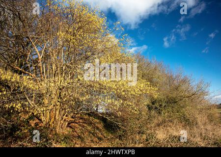 Striking blue sky, with fluffy white clouds, landscape over chalk downs, Croydon, Greater London, England Stock Photo