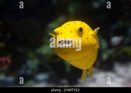 The yellow boxfish, latin name Ostracion cubicus. Stock Photo