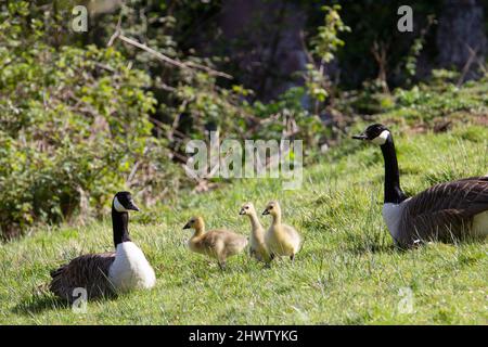 a family of Canada goose (Branta canadensis) and goslings resting in the morning sunshine with grass and trees in the background Stock Photo