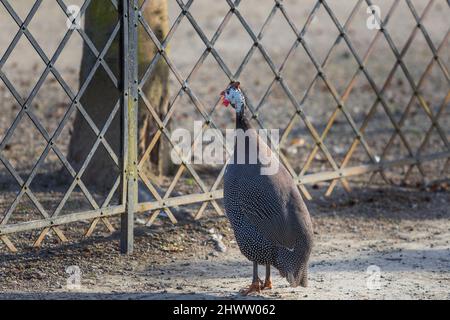 A spotted turkey stands on a sandy path and has a metal fence in front of him. Stock Photo