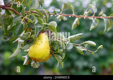 Fresh ripe pear on tree in fruit orchard, detail with water drops from a rain. Stock Photo