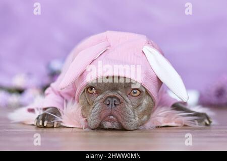 Cute lilac French Bulldog dog wearing pink Easter bunny costume hoodie Stock Photo