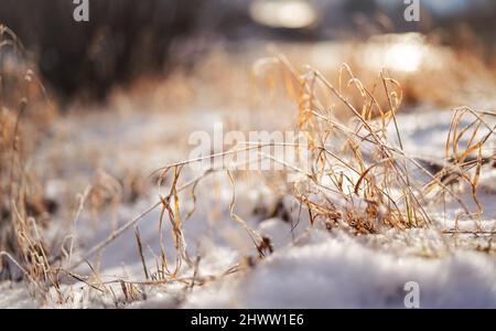 Frozen orange dry grass blades,  snow patches near closeup detail - shallow depth of field abstract photo illustrating late autumn Stock Photo