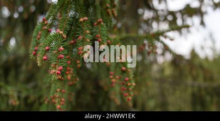 Small purple pink flowers or young cones on spruce coniferous tree branches, shallow depth field photo, only two of them in focus Stock Photo