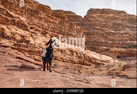 Black and white goat standing on red rocky formations in Petra, Jordan Stock Photo