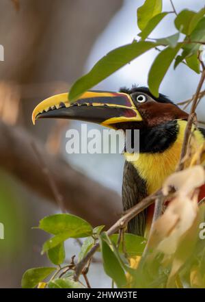 huge beaked bird known as araçari that forms very noisy flocks Stock Photo