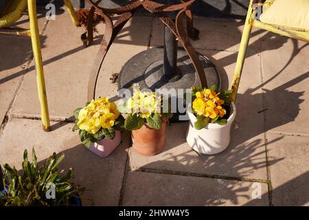 Three small pots planted with yellow primroses seen in the garden in late winter. Stock Photo