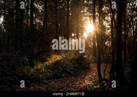 Beautiful autumnal forest landscape with mornig sun beams coming through the trees. Moody sunrise in woodland covered with fallen golden leafes in Stock Photo