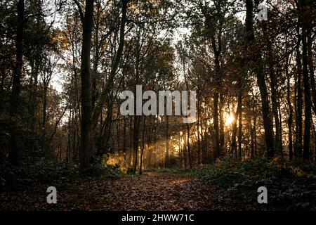 Beautiful autumnal forest landscape with mornig sun beams coming through the trees. Moody sunrise in woodland covered with fallen golden leafes in Stock Photo