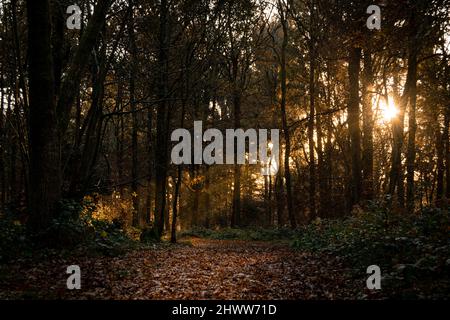 Beautiful autumnal forest landscape with mornig sun beams coming through the trees. Moody sunrise in woodland covered with fallen golden leafes in Stock Photo