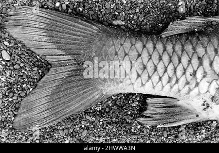 Black and white environmental detail of a beached fish on the sand. Stock Photo