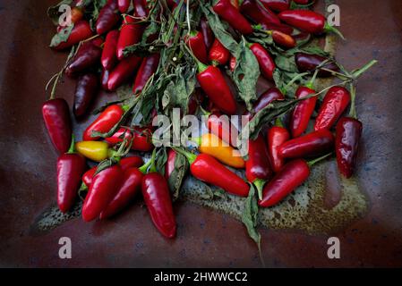 Drying multi-coloured chilis and dried leaves on a rustic ceramic dish. Stock Photo