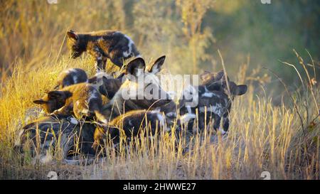 SURVIVING PARADISE: A FAMILY TALE, Kalahari Desert, Africa, 2022 ...